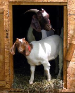 Goats: Love is in the Air? Image
